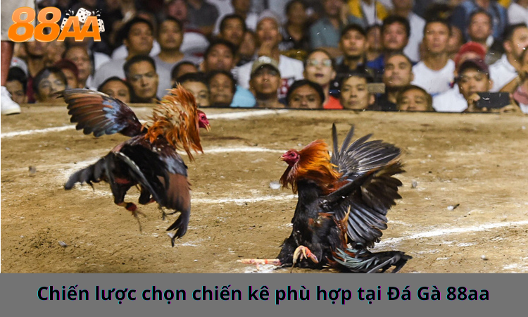 Chiến lược chọn chiến kê phù hợp tại Đá Gà 88aa